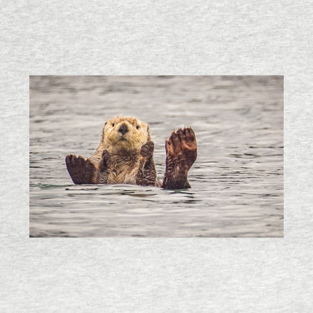 Sea Otter in Alaska by Todd Graven Photography 